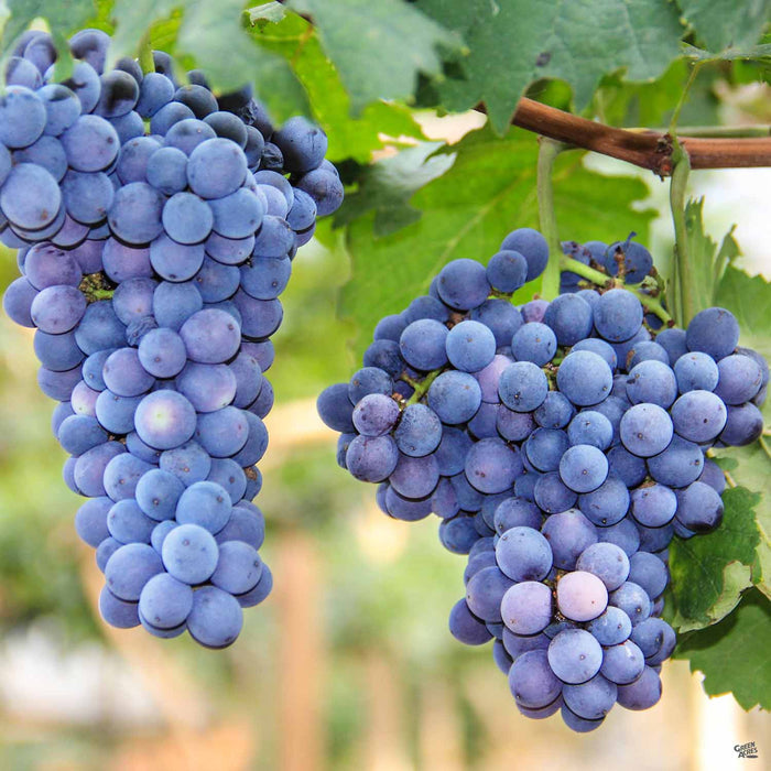Mars Grapes