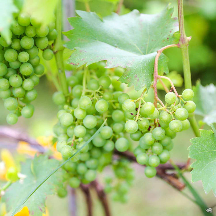 Thompson Seedless Grapes