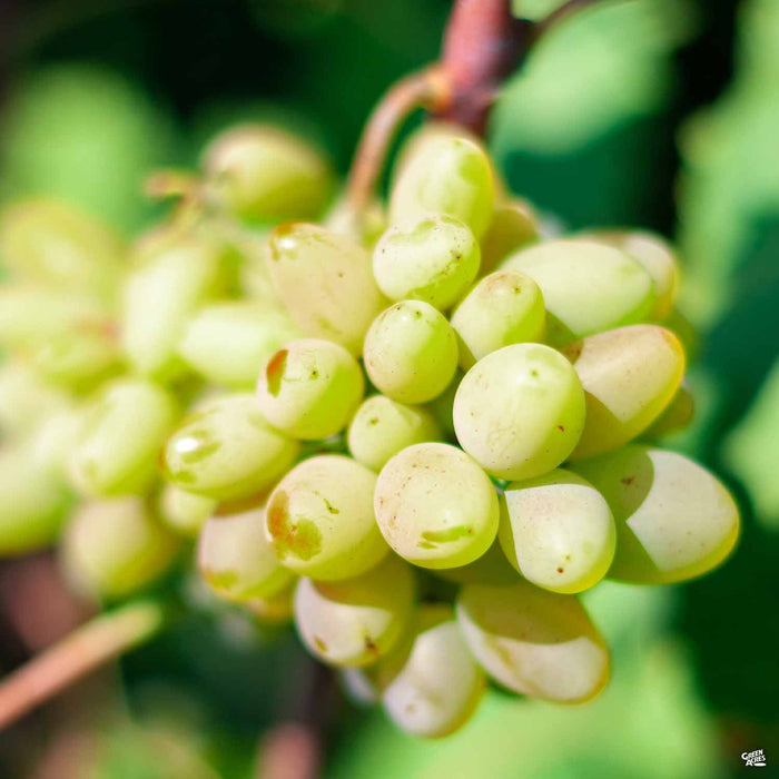 Thompson Seedless Grapes