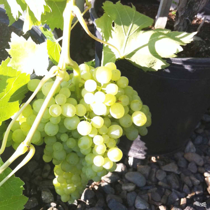 Thompson Seedless Grapes