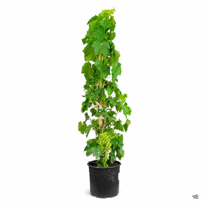 Thompson Seedless Grapes 3 gallon