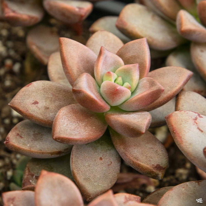 Graptosedum 'Vera Higgins'