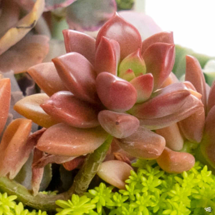 Graptosedum 'Vera Higgins'