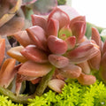 Graptosedum 'Vera Higgins'