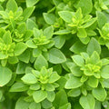 Bonsai Greek Basil