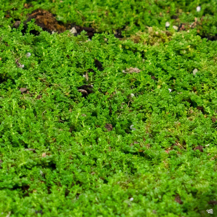 Green Carpet