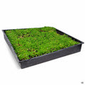 Green Carpet flat