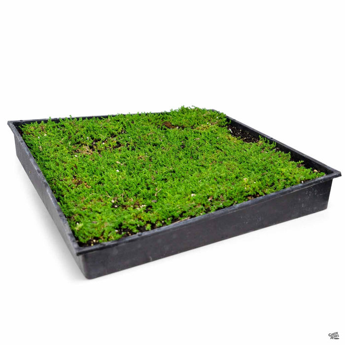 Green Carpet flat