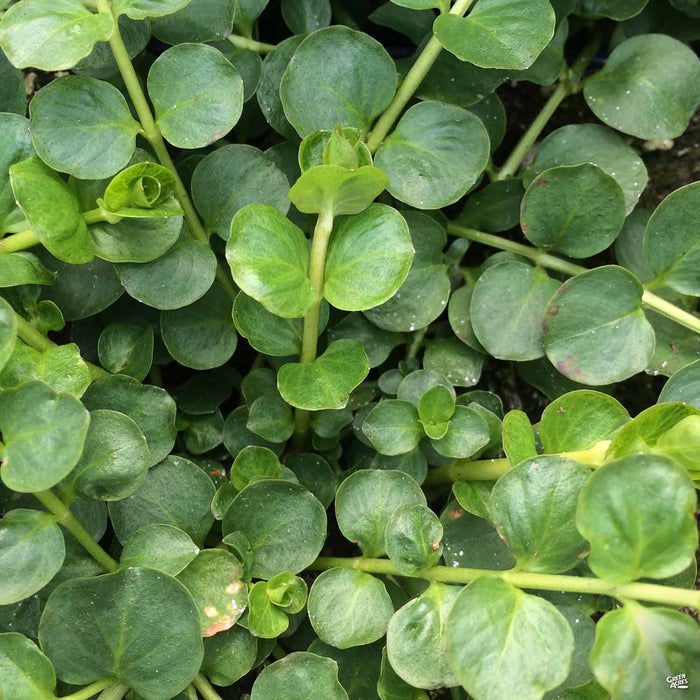 Green Moneywort