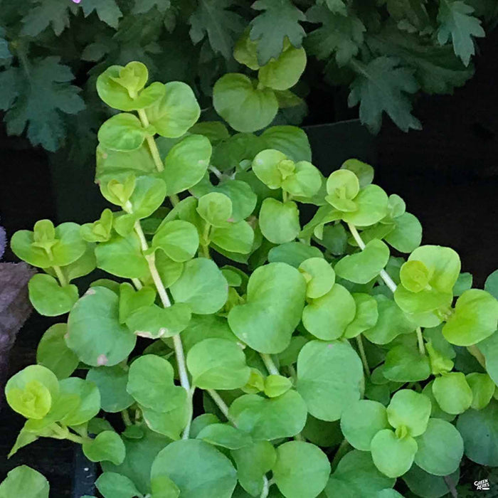 Green Moneywort