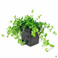 Green Moneywort 4 inch