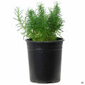 Green Santolina 1 gallon