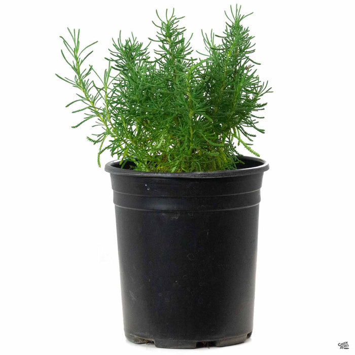 Green Santolina 1 gallon