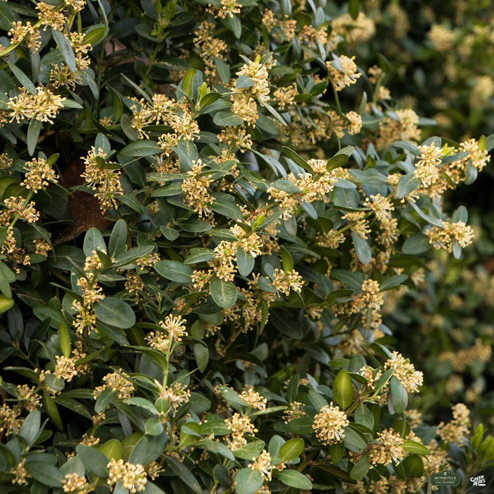 Green Tower Boxwood