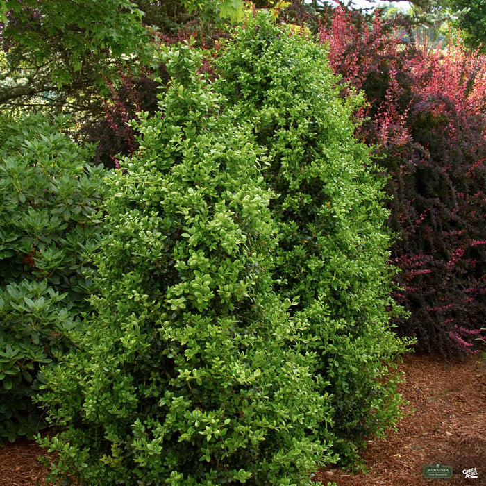 Green Tower Boxwood