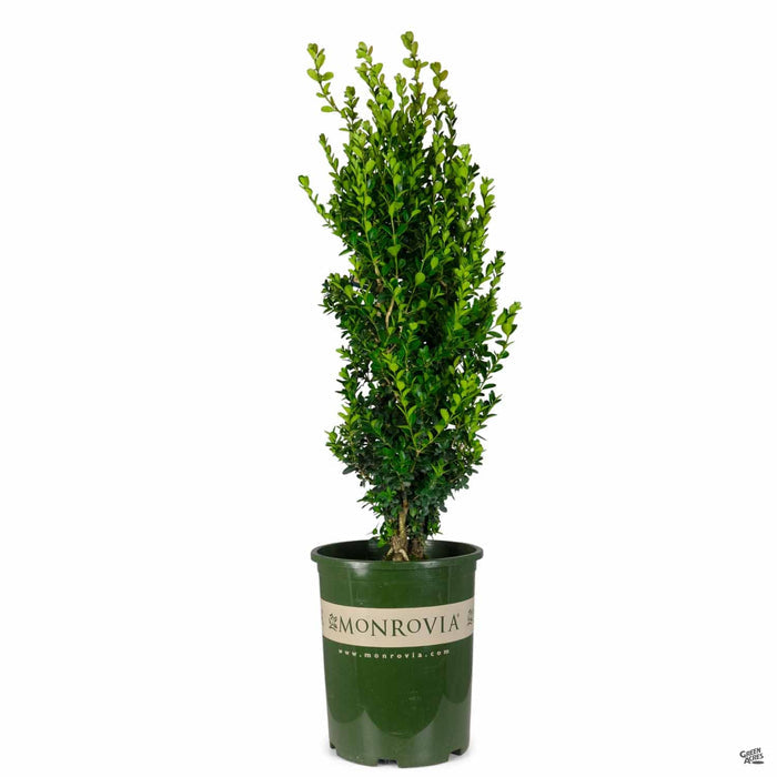 Green Tower Boxwood 5 gallon
