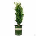 Green Tower Boxwood 5 gallon