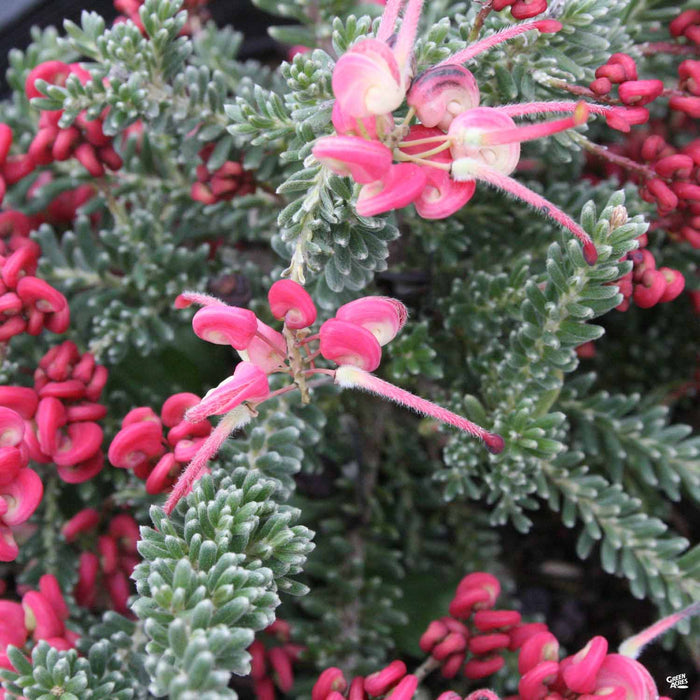 Grevillea 'Coastal Gem'