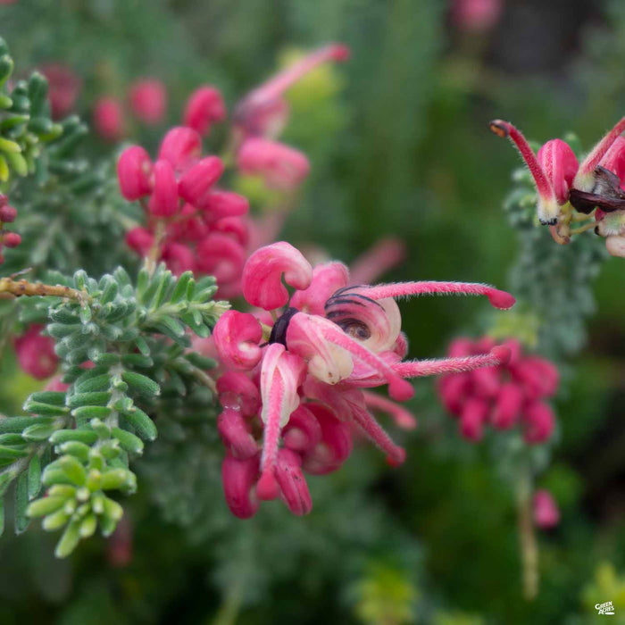 Grevillea 'Coastal Gem'