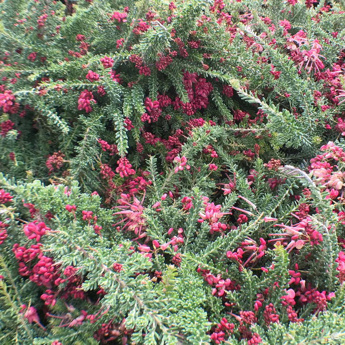 Grevillea 'Coastal Gem'