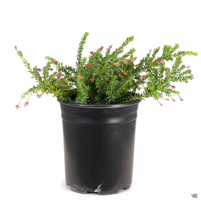 Grevillea 'Coastal Gem' 1 gallon