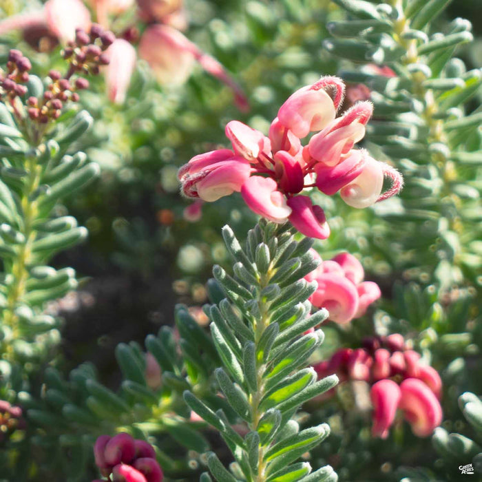 Grevillea 'Mt Tamboritha'