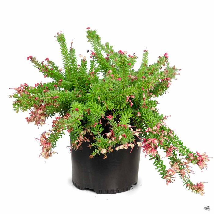 Grevillea 'Mt. Tamboritha' 2 gallon