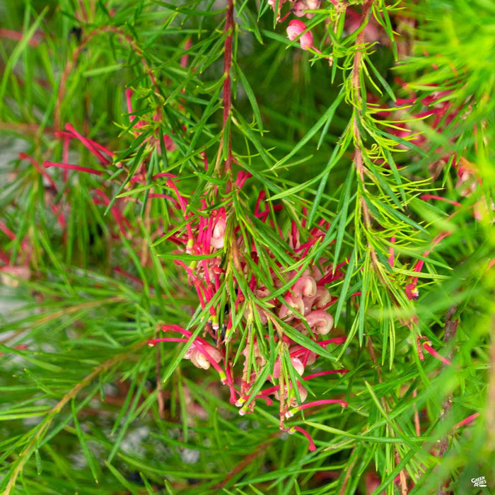 Grevillea noellii