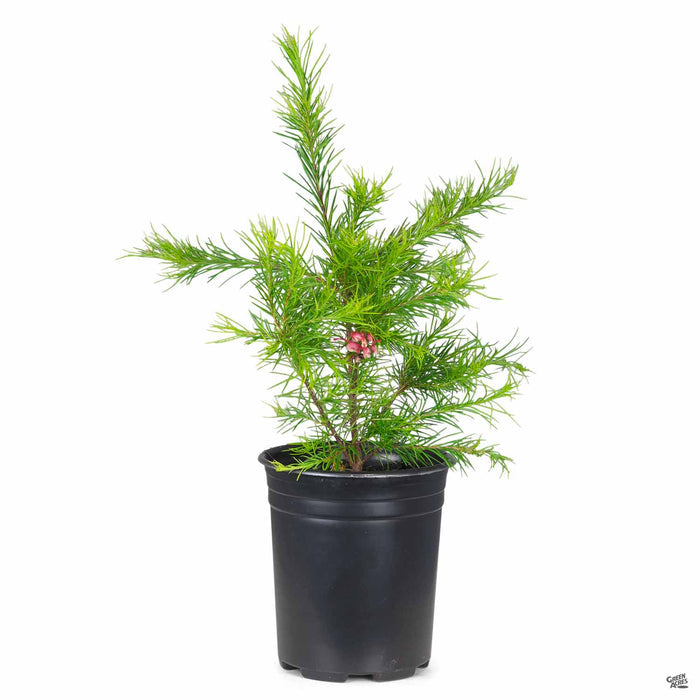 Grevillea noellii 1 gallon