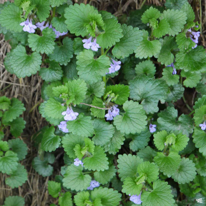 Ground Ivy