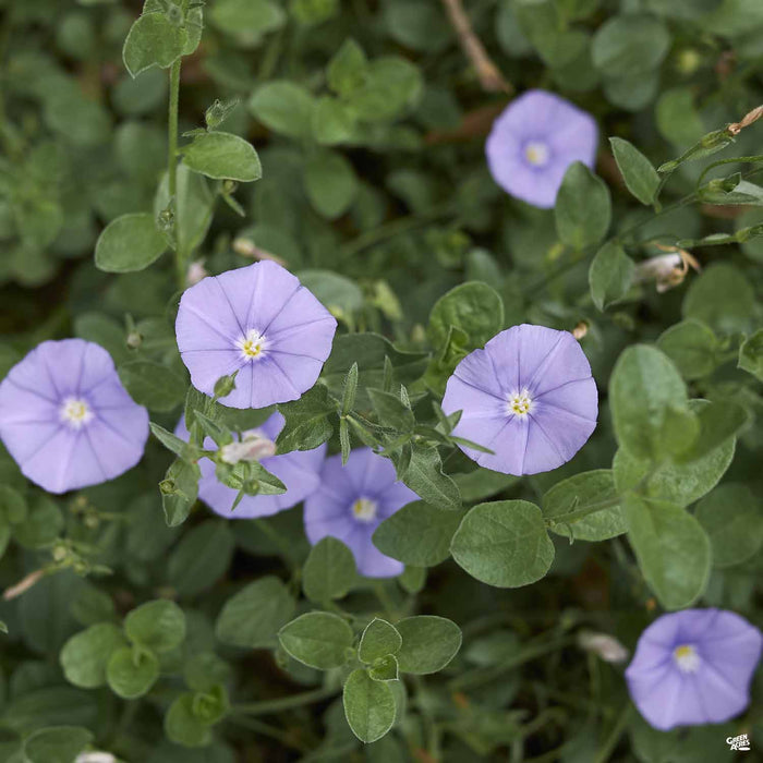 Ground Morning Glory