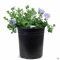 Ground Morning Glory 1 gallon