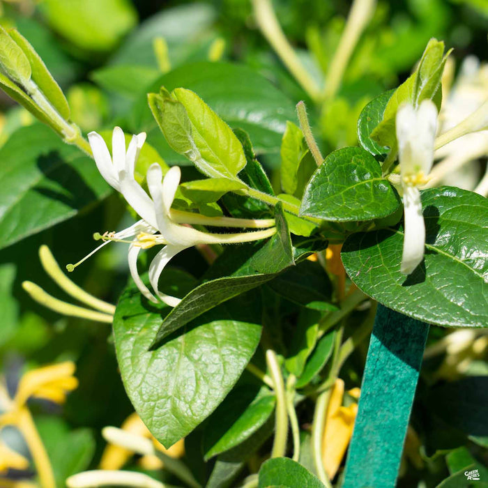 'Halliana' Honeysuckle