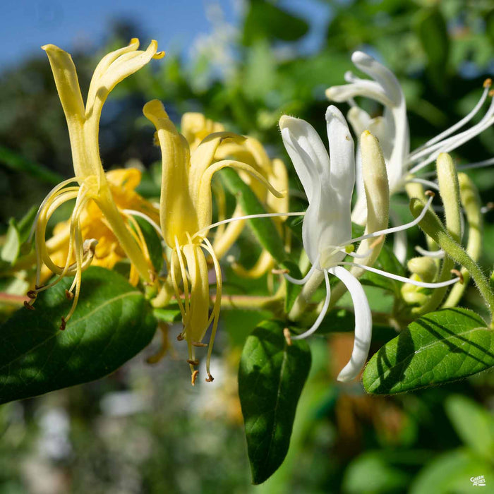 'Halliana' Honeysuckle