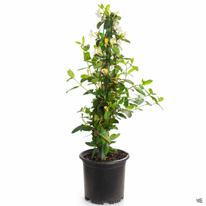 'Halliana' Honeysuckle 1 gallon