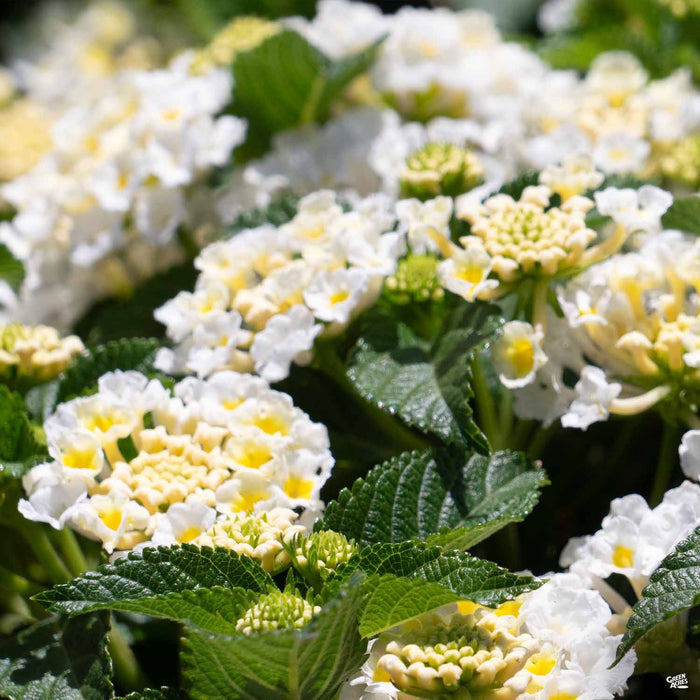 Lantana Havana Full Moon