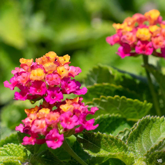 Lantana Havana Pink Sky