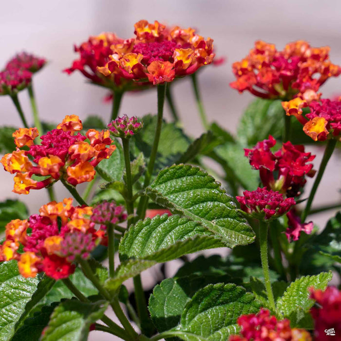 Lantana Havana Red Sky