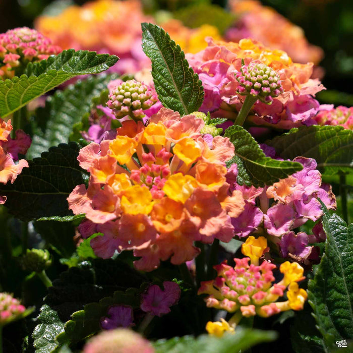 Lantana Havana Sunset