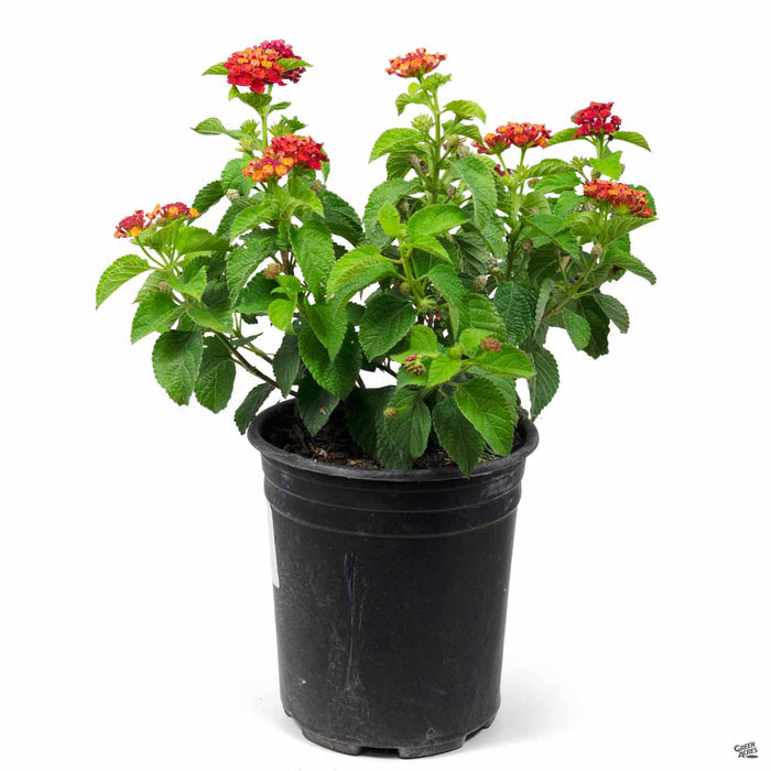 Lantana Havana Red Sky 1 gallon