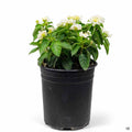 Lantana Havana Full Moon 1 gallon
