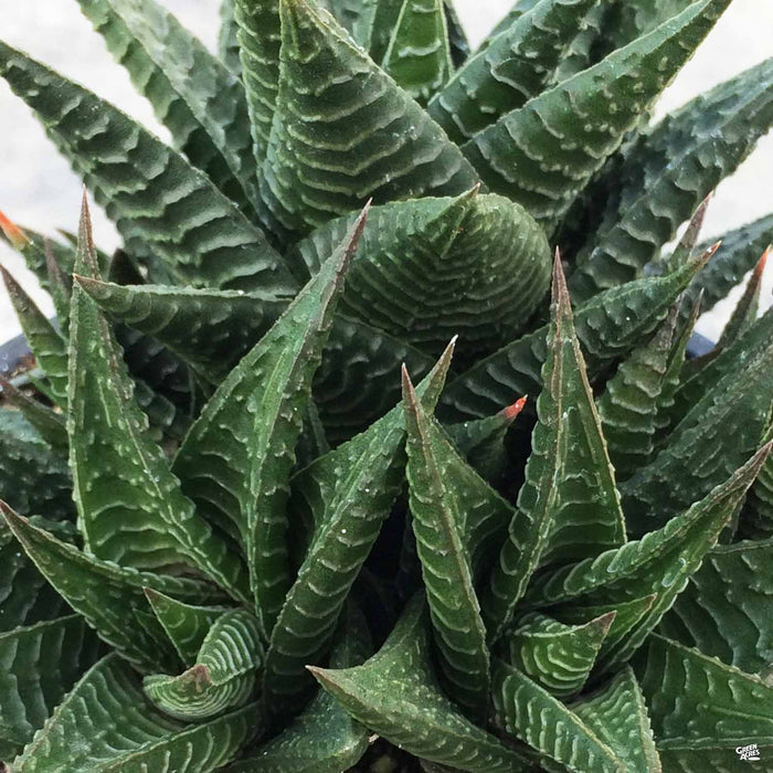 Haworthia 'Limifolia'