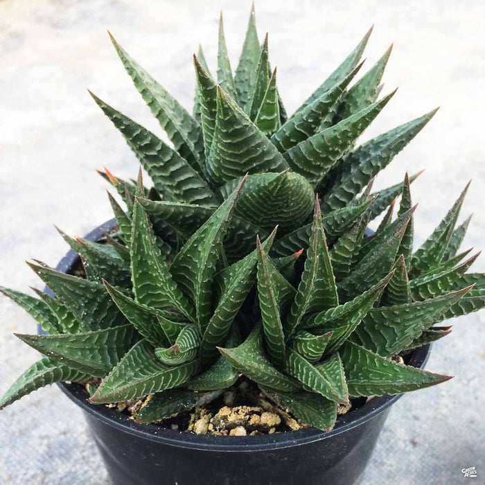 Haworthia 'Limifolia'
