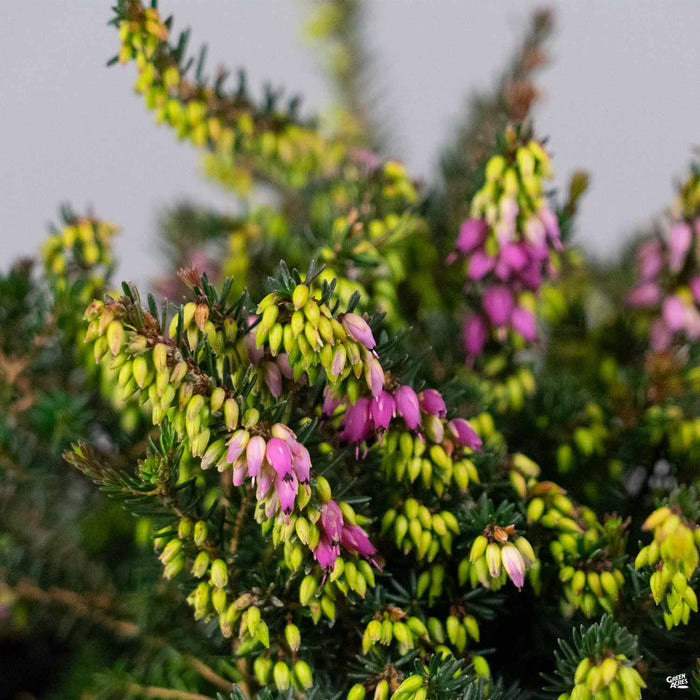 Heath 'Kramer's Rote'