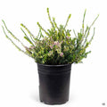 Heath 'Mediterranean Pink' 1 gallon