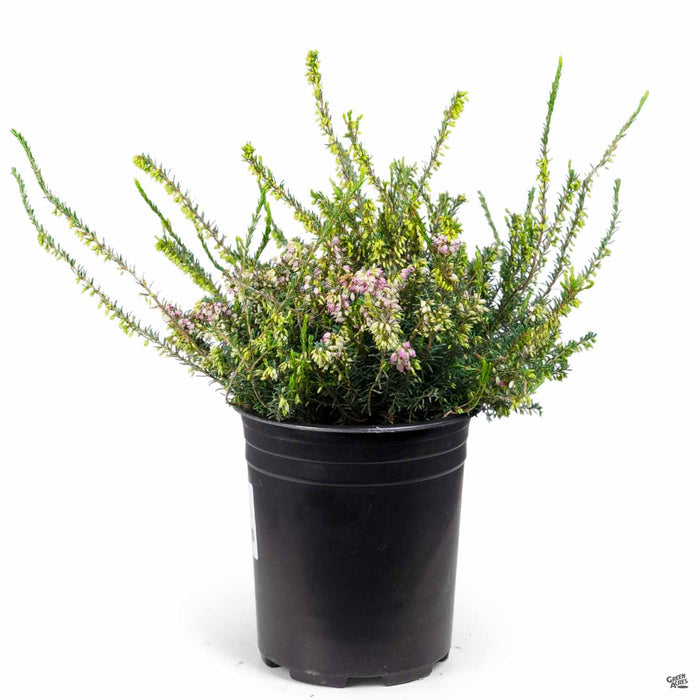 Heath 'Mediterranean Pink' 1 gallon