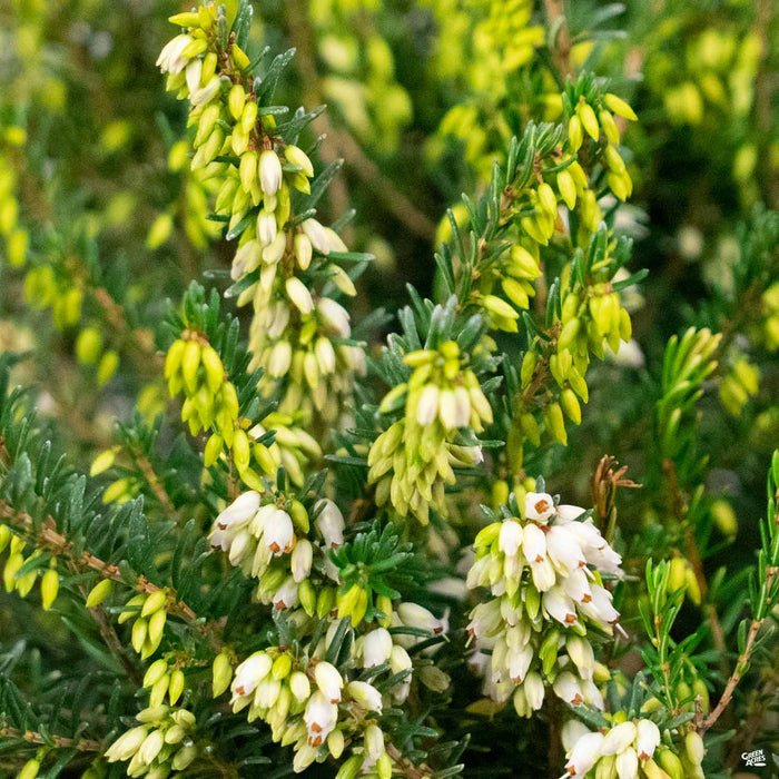 Heath 'Mediterranean White'