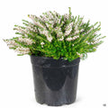 Heath Mediterranean White 1 gallon