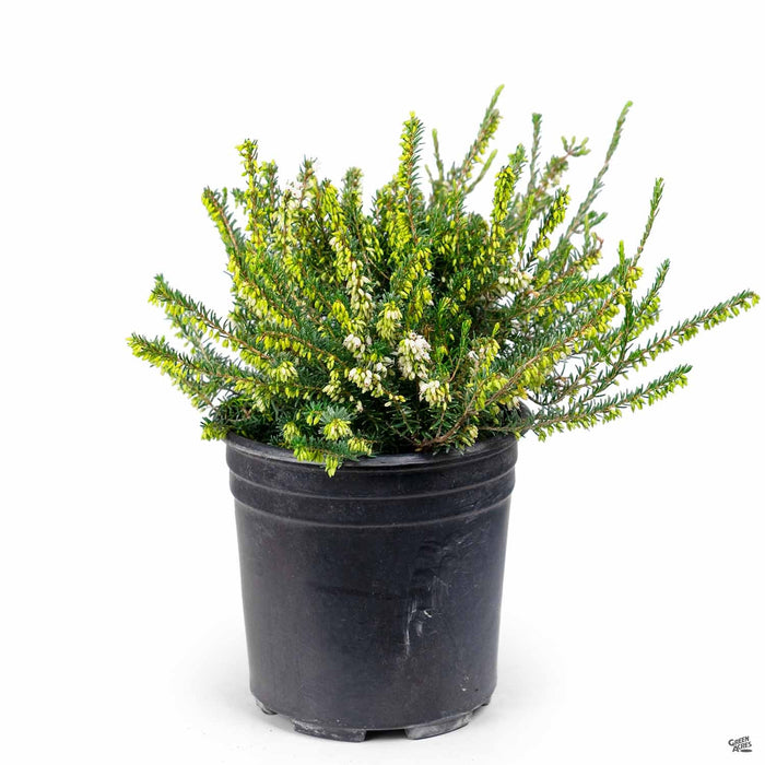 Heath 'Mediterranean White' 1 gallon