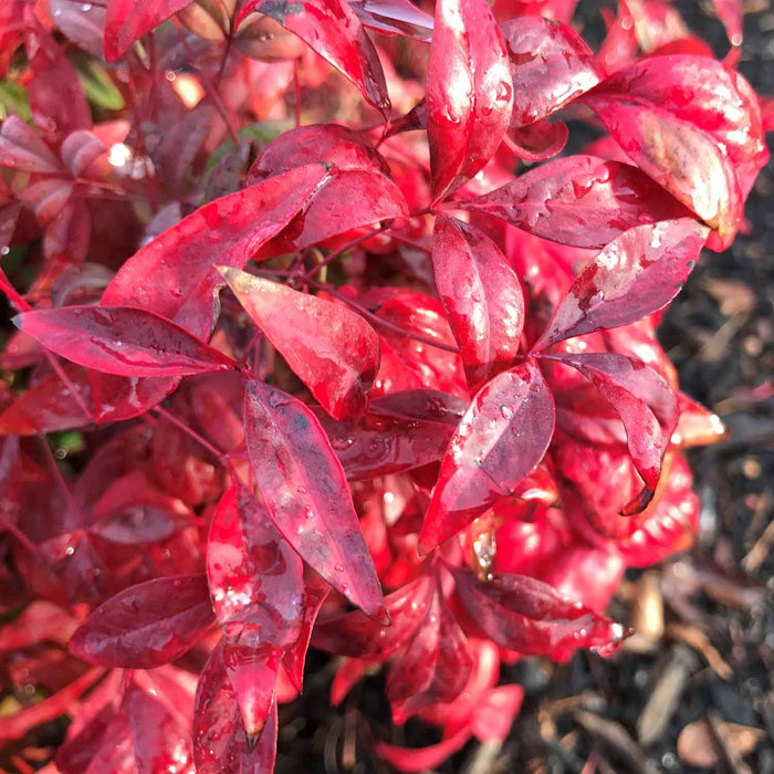 Heavenly Bamboo 'Firepower'